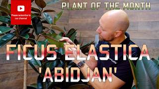 Plant Of The Month Ficus Elastica 'abidjan'