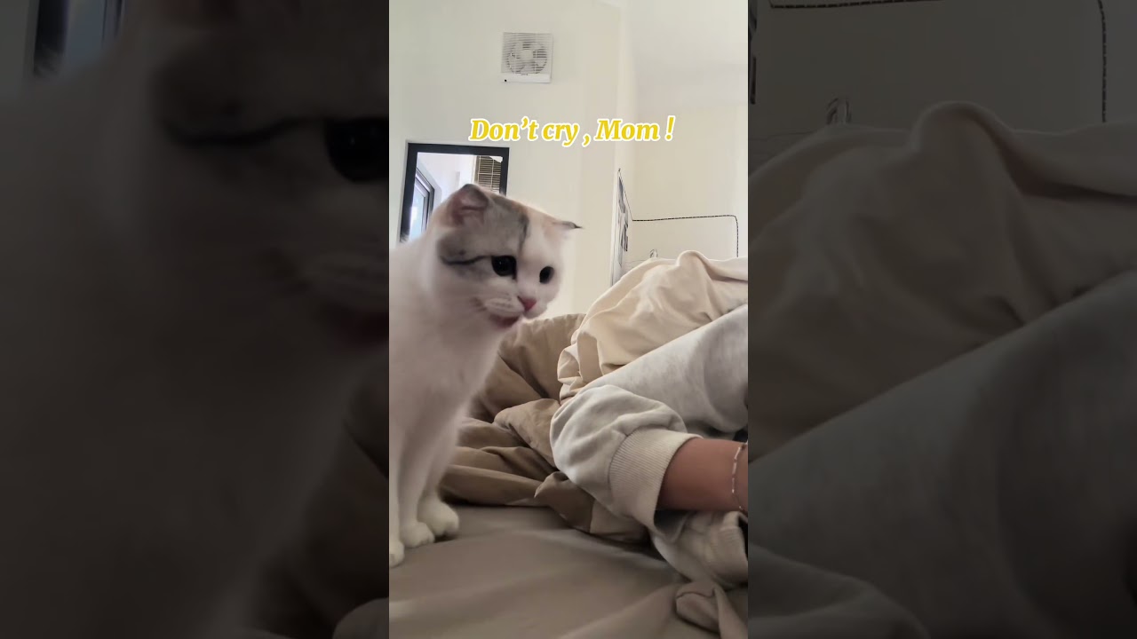 Sad Cat Comforts Crying Owner ! 