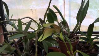 Bulbophyllum grandiflorum care