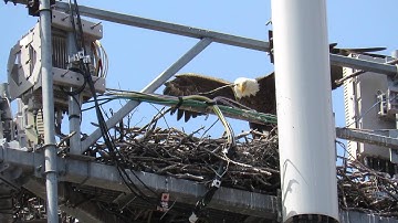 Eagle Makes Nest Atop Cell Phone Tower || ViralHog