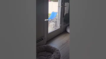 كلب VIP بجرس مخصوص كلب كلاب مضحكة Shorts ضحك Dog دبلجة يوسف ابراهيم 