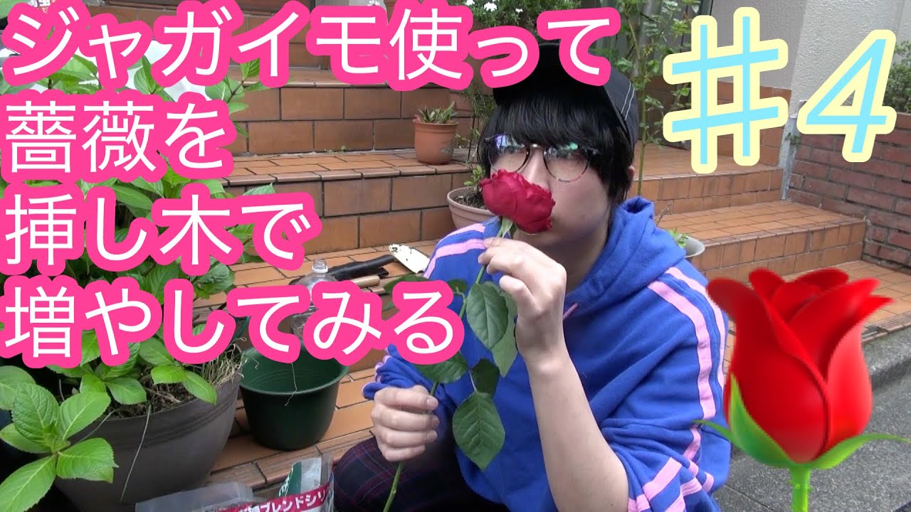 珍しいバラを増やそう バラをジャガイモを使って刺し木で増やしてみた Youtube 珍しいバラを増やそう バラをジャガイモを使って刺し木で増やしてみた Youtube