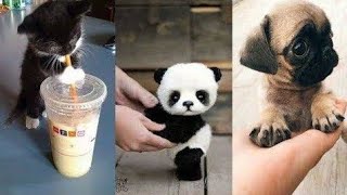 Animals SOO Cute! Cute baby animals Videos Compilation cutest moment of the animals #5 by Cute Animal World 121 views 4 years ago 12 minutes, 3 seconds