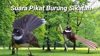 Suara Pikat Burung Sikatan