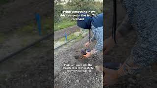 We’re Trying Something New With Truffle Spores