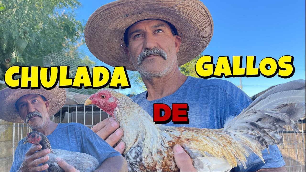 nueva linea de gallos de pelea(CHULADA)