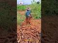 Cassava Tuber Harvesting