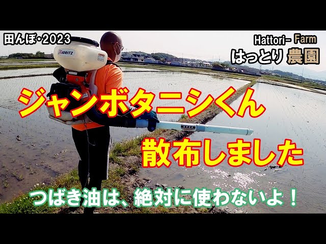 First time using Jumbo Snail in rice field 2023 20230504 Negative