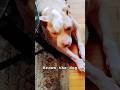 my big dog 🐕 🤎 #film #memes #pets #animals #dogs #dogshorts