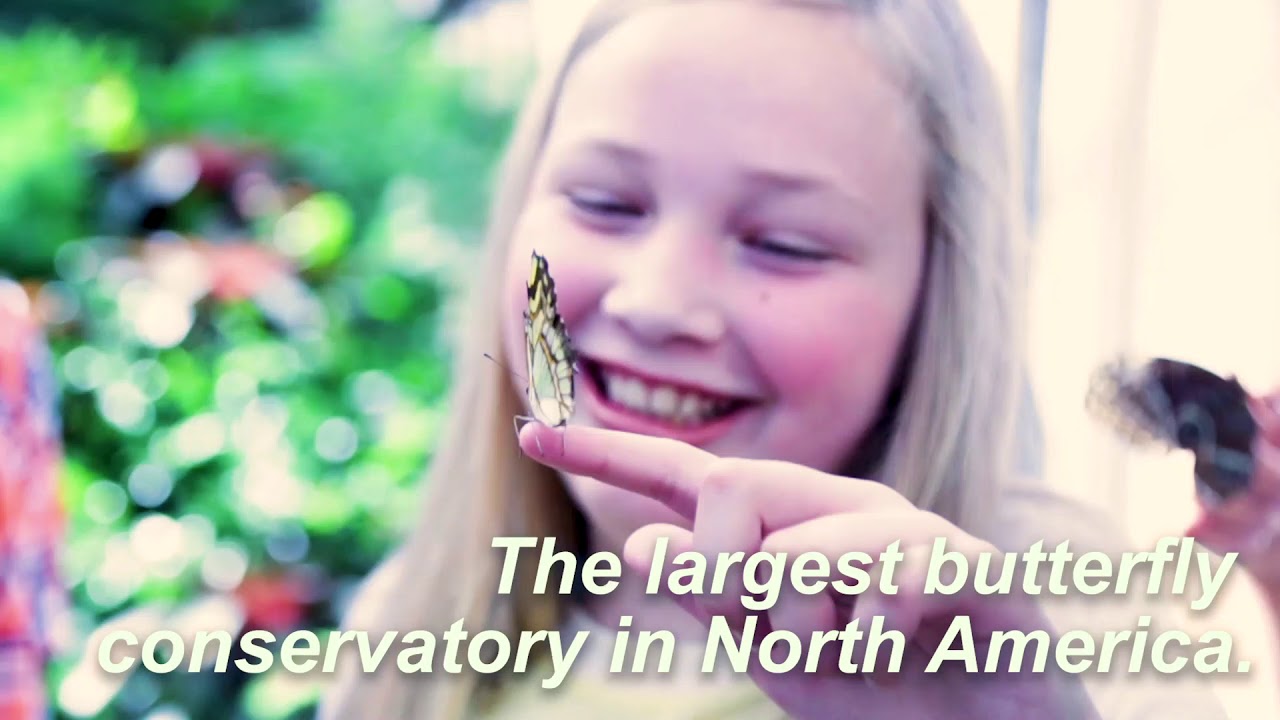 Butterfly Biosphere At Thanksgiving Point Explore Utah Valley YouTube butterfly-biosphere-at-thanksgiving-point-explore-utah-valley-youtube