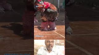 seval vithsama irukku #SevalVideo #RareAnimals #ShortsFeed #TrendingNow #UniqueAnimals #RoosterVideo