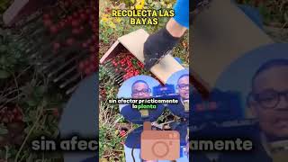 Este equipo recolecta las bayas #curiosidades #datoscuriosos #sabiasque #lugares