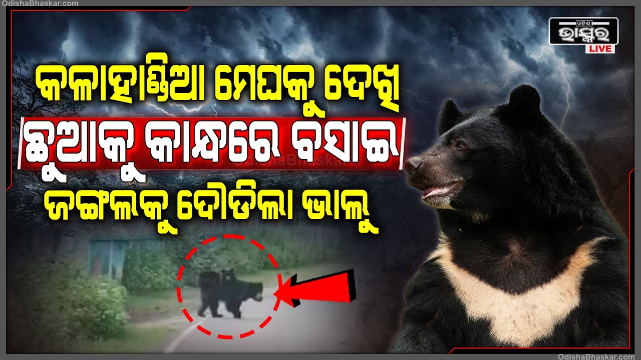 ଆକାଶରେ ହଠାତ୍ ଘୋଟି ଆସିଲା କଳାହାଣ୍ଡିଆ ମେଘ , ଛୁଆକୁ କାନ୍ଧରେ ବସାଇ ଦୌଡିଲା ଭାଲୁ..