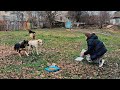 Stray dogs were confused when they saw a whole box of food they never seen before