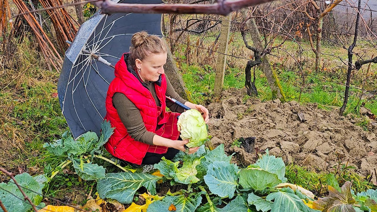 Stuffed Cabbage Magic: Dolma Delight 🍲🌿