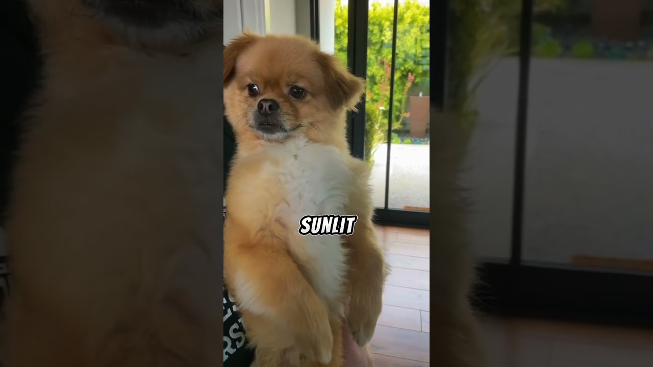 Почему монахи доверяли этой крошечной собачке? ❤️