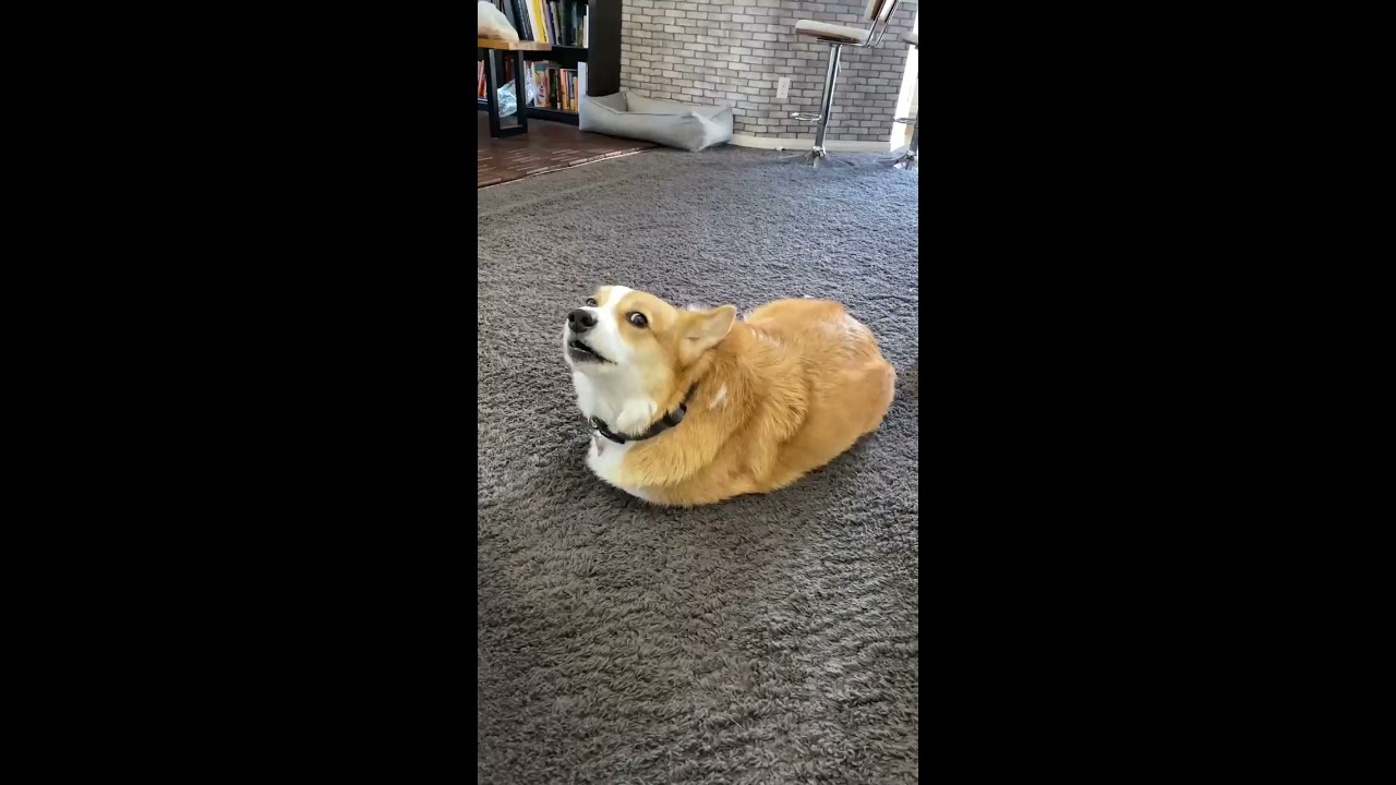 Talking Corgi LOSES His Legs Part 2 Shorts