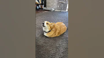 Talking Corgi LOSES His Legs Part 2 Shorts 