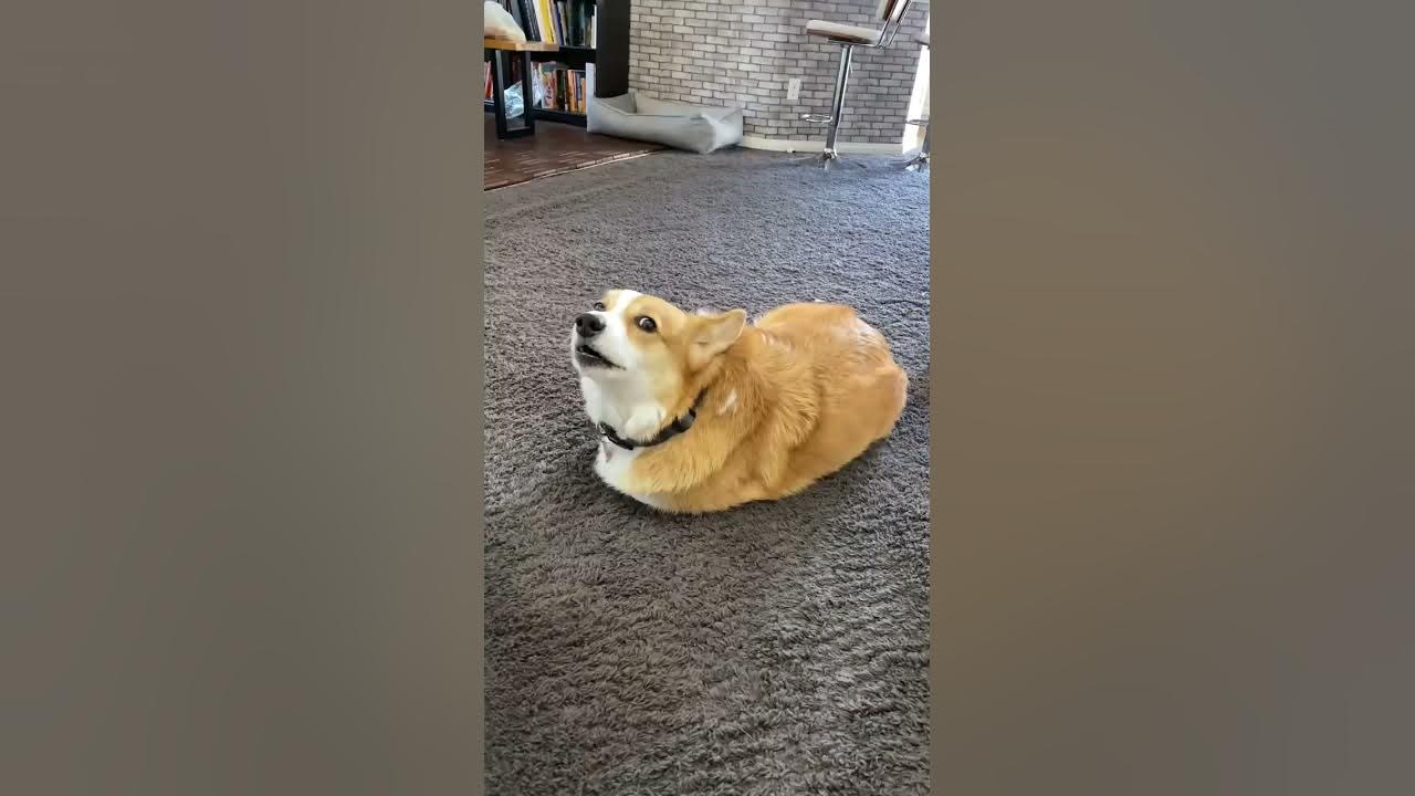 Talking corgi LOSES his legs (Part 2) #shorts