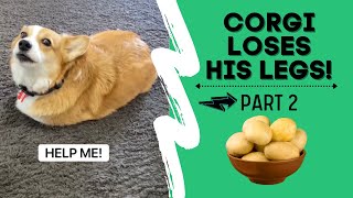 Talking corgi LOSES his legs (Part 2) #shorts screenshot 5