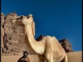 توارڨ صحراء Music Touareg توارڨ صحراء Music Touareg