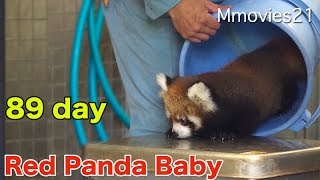 バケツで計測　赤ちゃんレッサーパンダ成長記録 89日齢体重測定