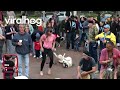Dog Living His Best Life at the Asheville Drum Circle || ViralHog