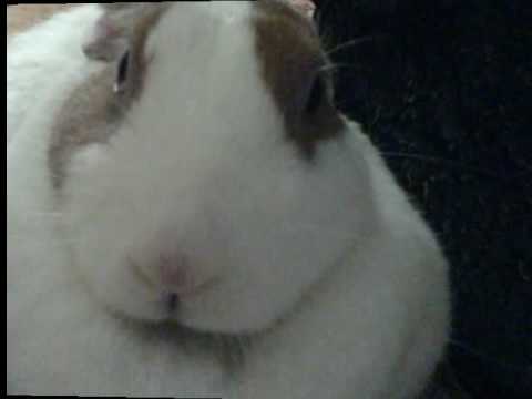 RIP Rani (my bunny)