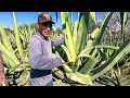 This Is How A MAGUEY Is THUNDERED For AGUAMIEL Maguey Pulquero