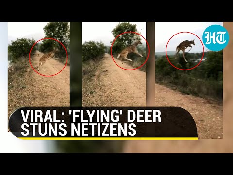 Deer flies through the air and lands safely on the opposite side of the mud path; video goes viral