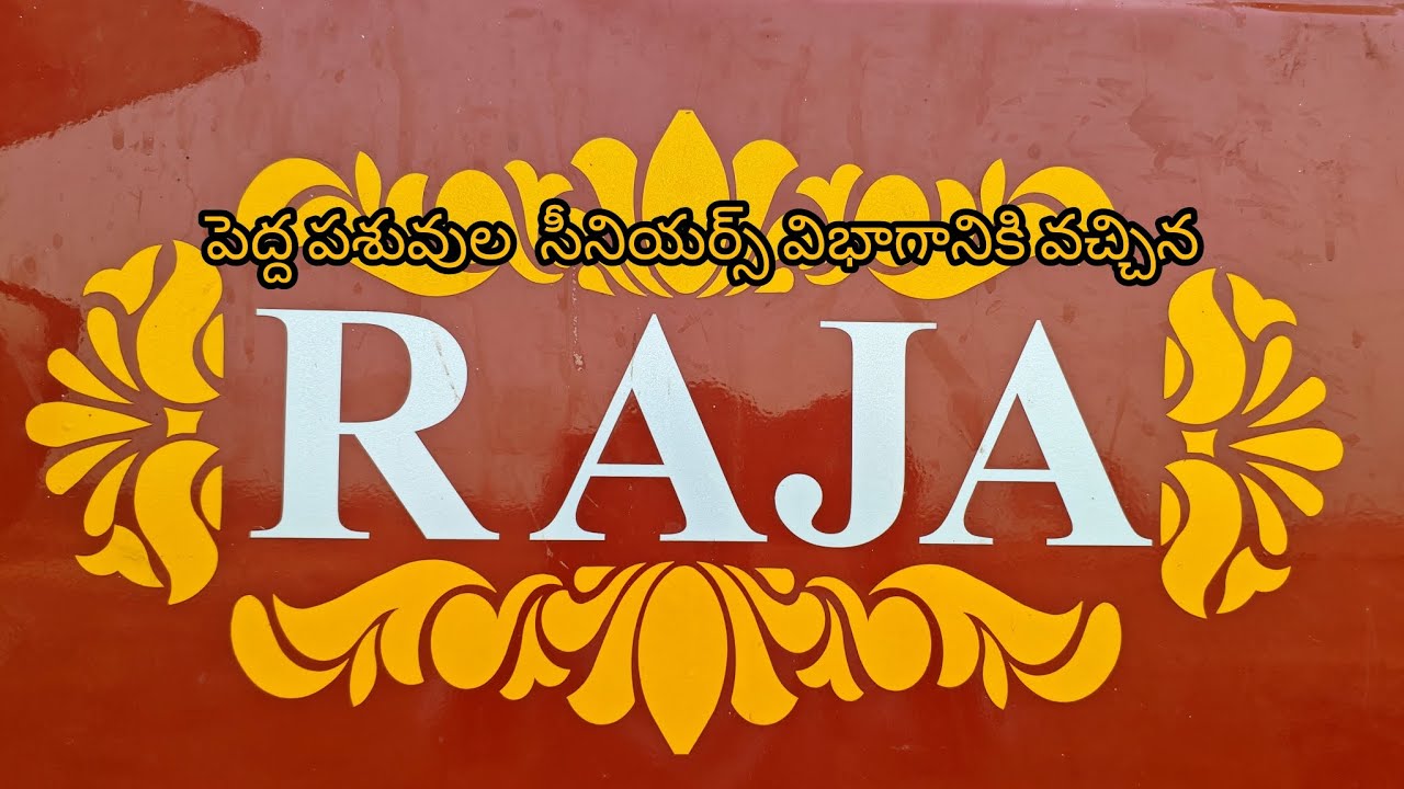 పెద్ద పశువుల సీనియర్స్ విభాగానికి వచ్చిన రాజా చౌదరి గారు గన్నవరం