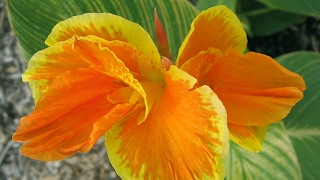 أتعرف ما نبات الكنا؟؟ Canna Plant