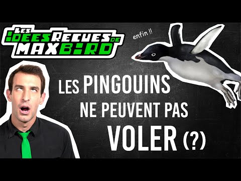 Vidéo: Pourquoi Les Pingouins N'ont Pas Froid Aux Yeux