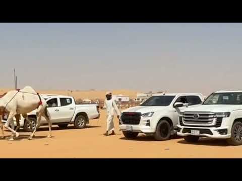 انطلاق مزاد الإبل في المدرج بنسخته المطوره وجمهور كبير