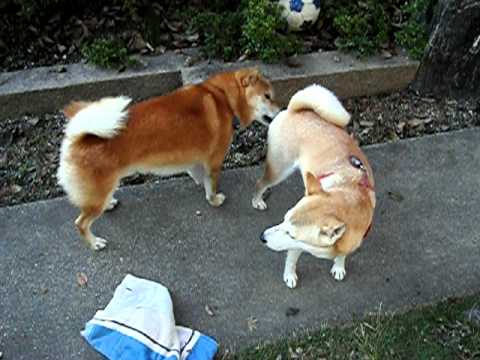 柴犬のお見合い その２ 交配2回目 Youtube