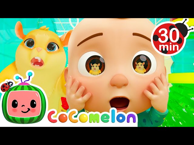 Lost Hamster Song   More CoComelon Animal Time Animals for Kids Lost Hamster Song   More CoComelon Animal Time Animals for Kids