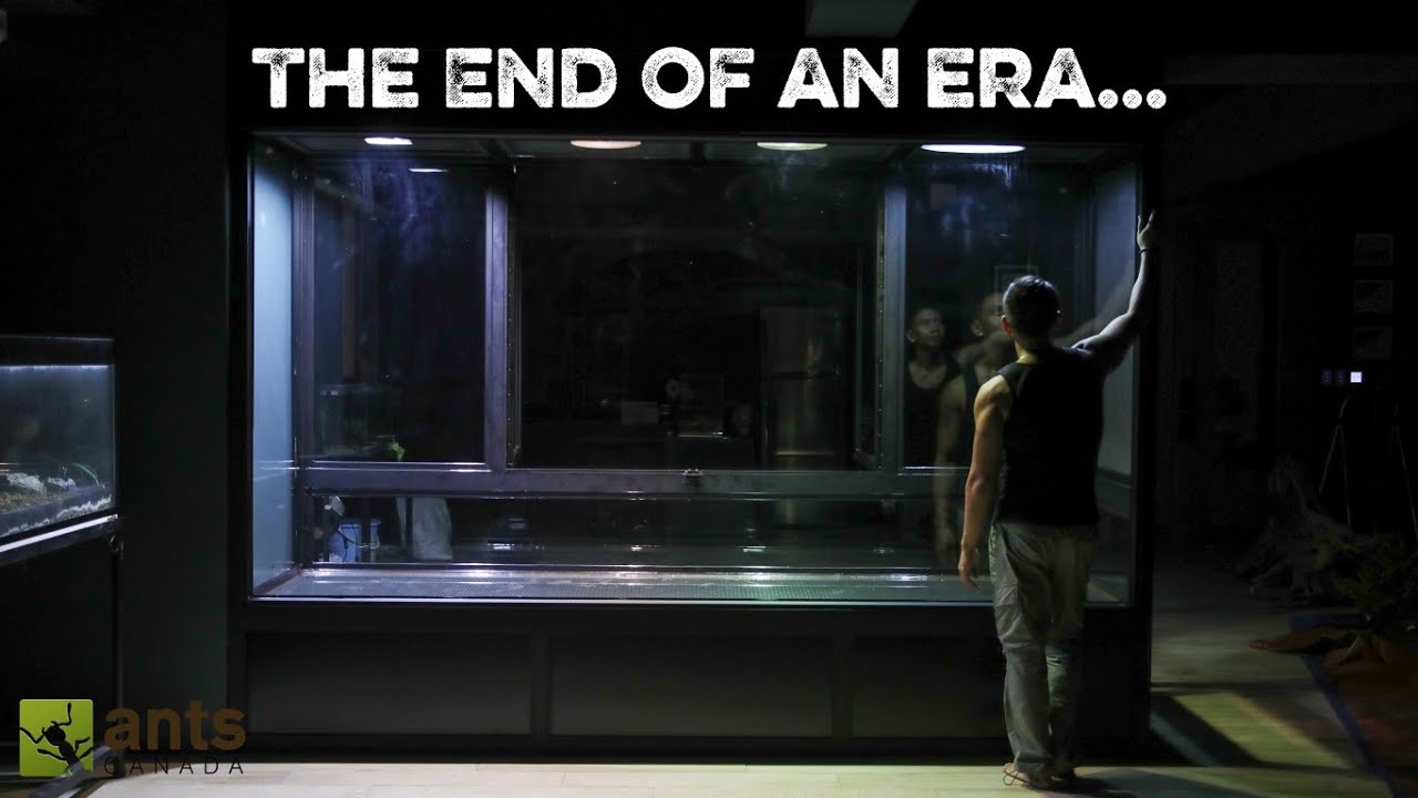 Гибель муравьев в Канаде | Приквел: История происхождения