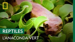 L'anaconda vert, le serpent le plus lourd du monde