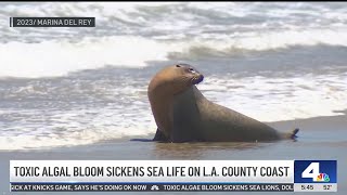 Toxic algal bloom sickens sea life on LA County coast