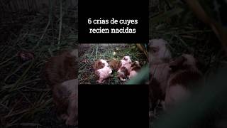 6 crías de cuyes recién nacidas #short #shorts #cuy #cuyes #cuys #cuyo #cuyos #guineapigs #crias