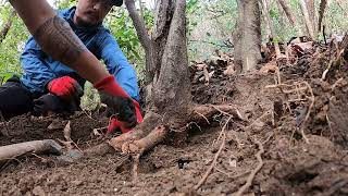 Bonsai Hunting || Collecting trees