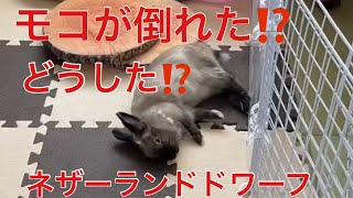 モグとモコと小太郎【ネザーランドドワーフとヨークシャーテリア】個性的