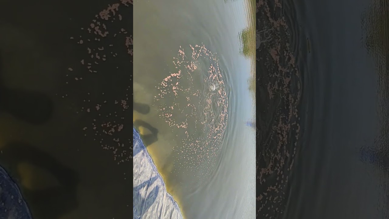 fish feeding day time 