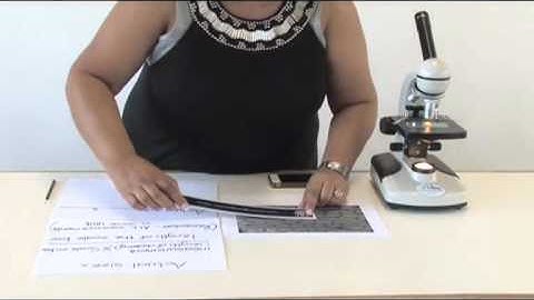 Video 6 - MEASURING THE SIZE OF CELLS.mp4