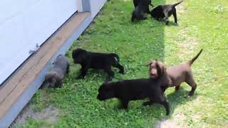 Labrador Retriever Puppies For Sale