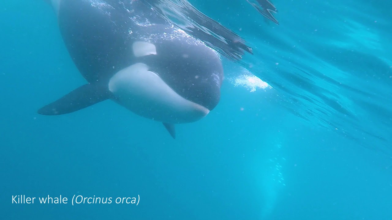 Killer whale in Portugal