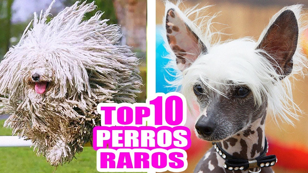 los 10 perros mÁs raros del mundo top razas mÁs exÓticas topten