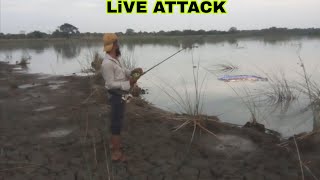 Snakehead Fish Attack Frog Murrel Fishing Videos