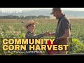 COMMUNITY CORN HARVEST in Big Timber, Montana - August 2023