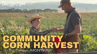 COMMUNITY CORN HARVEST in Big Timber, Montana - August 2023